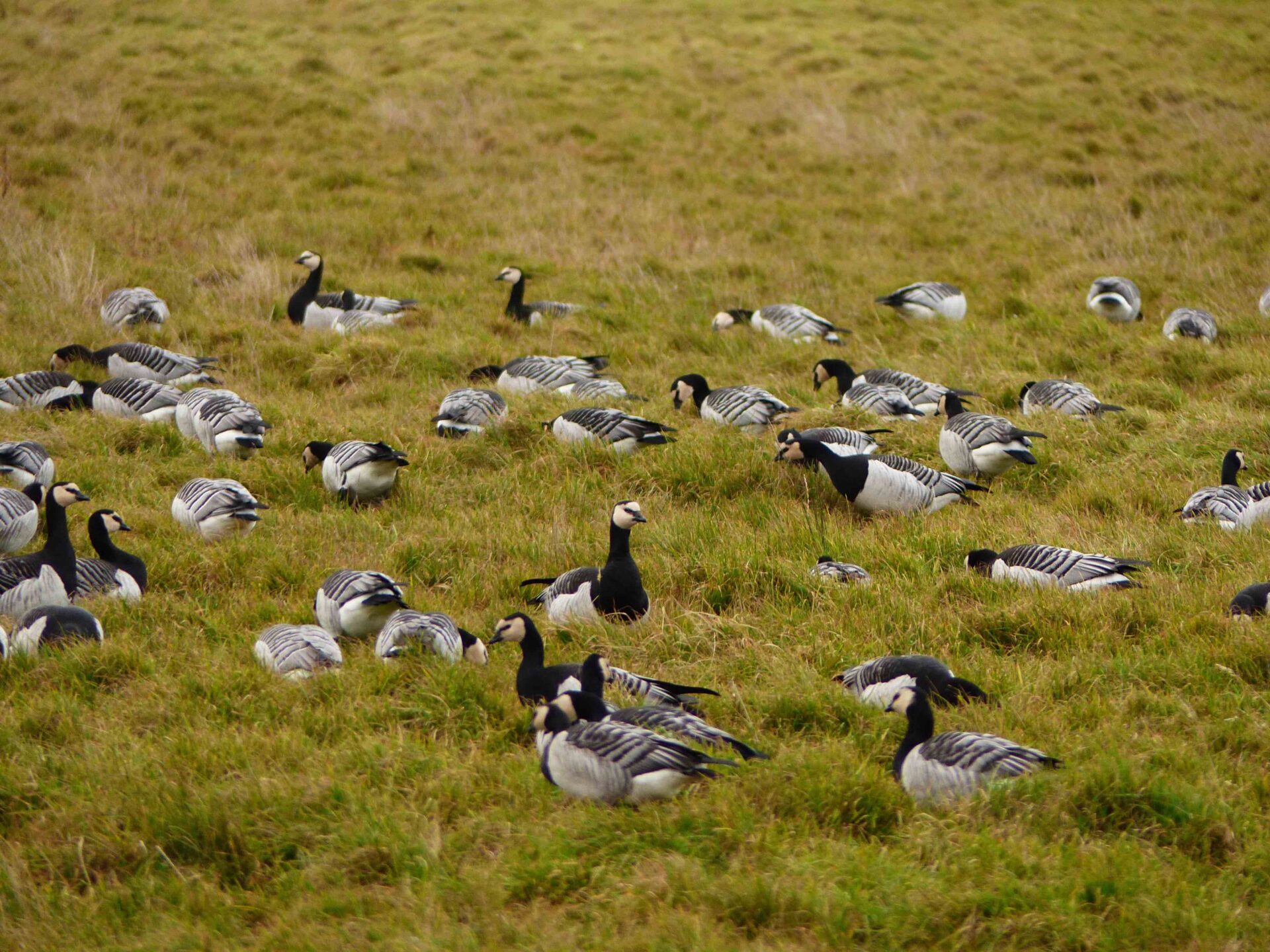 Wild Geese And The GSA Biosphere Wild Goose Festival