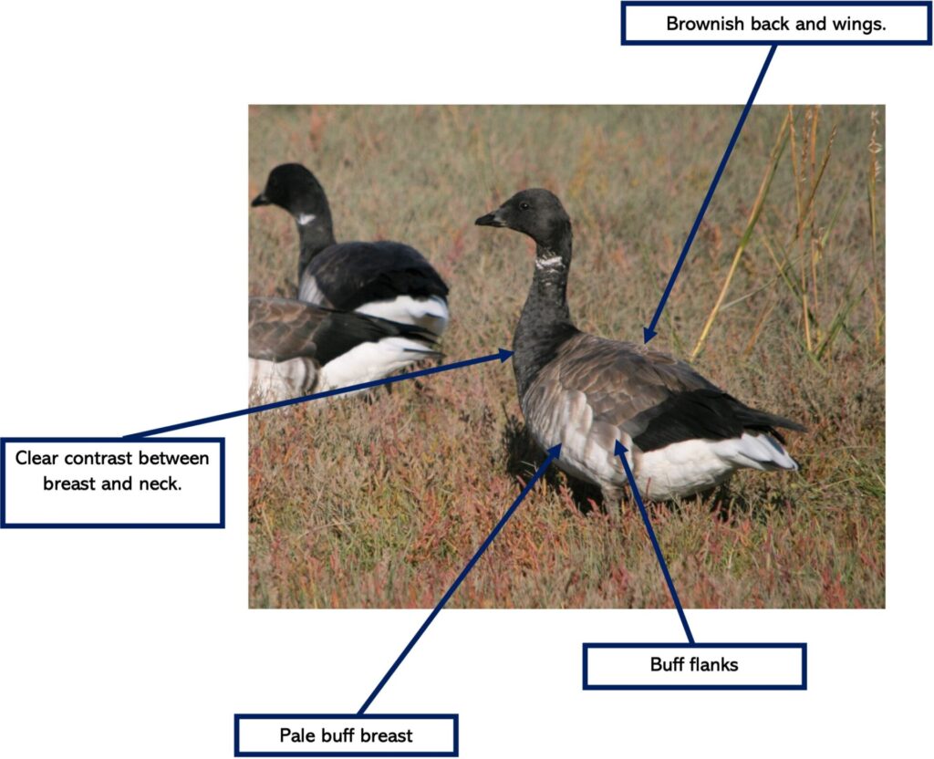 Canada geese clearance arrive uk