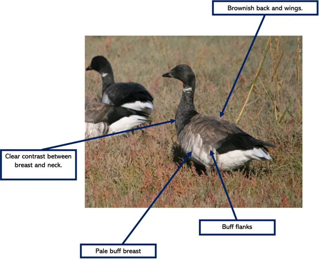 Canada goose clearance bird ireland