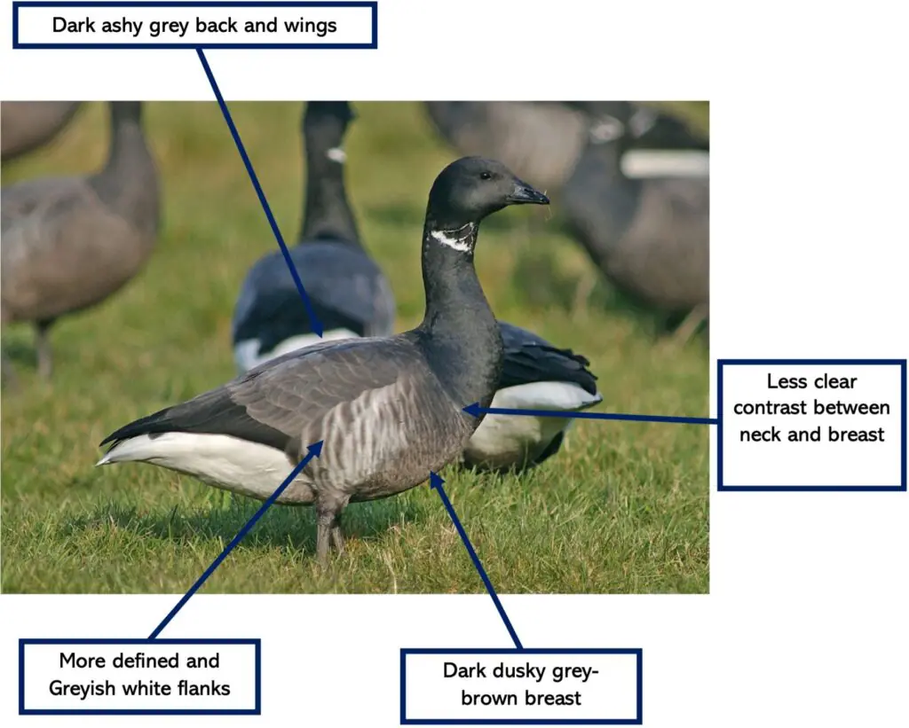 Canada goose hotsell vs brant goose