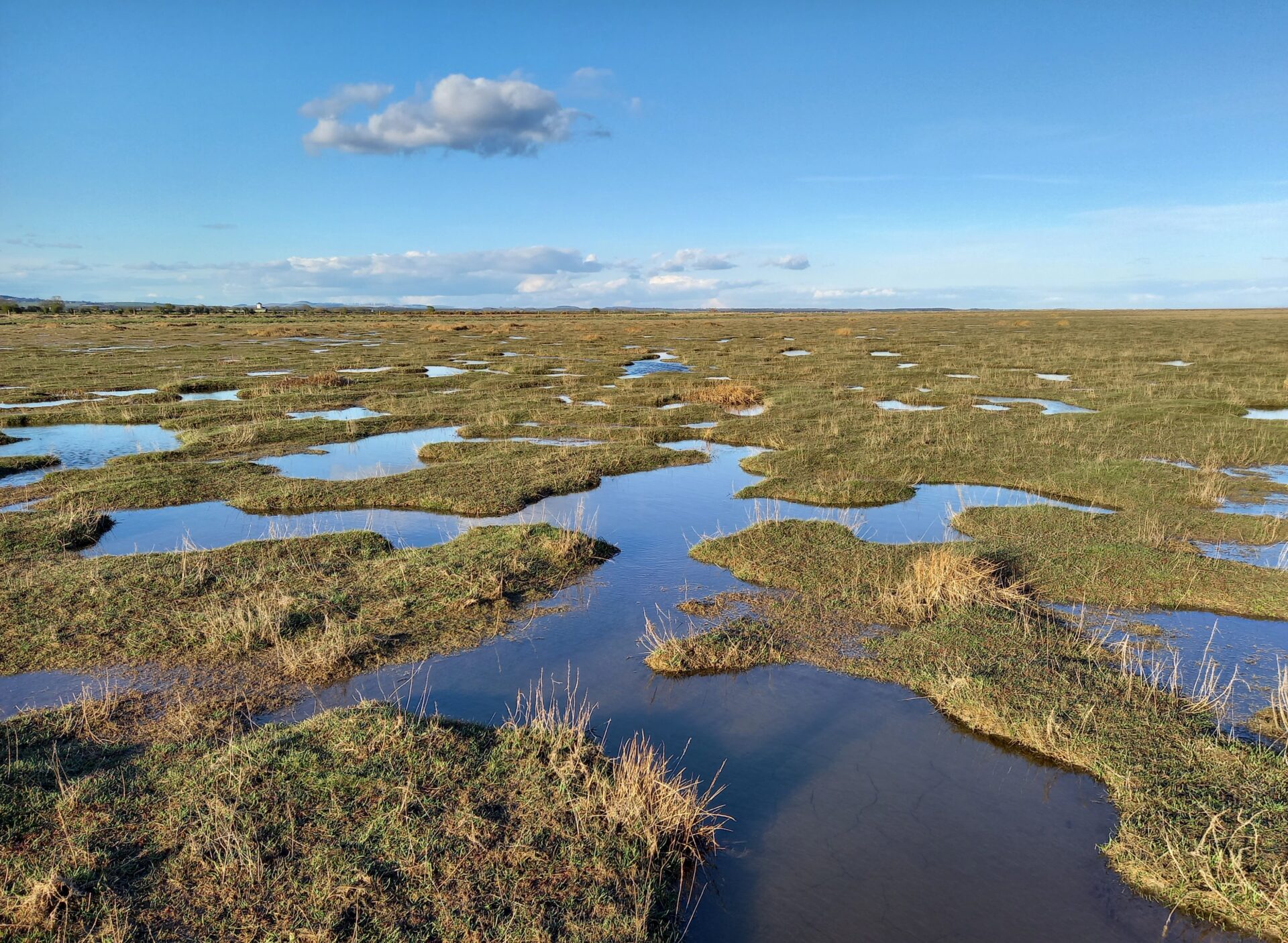 What is Saltmarsh and why is is it so Important?