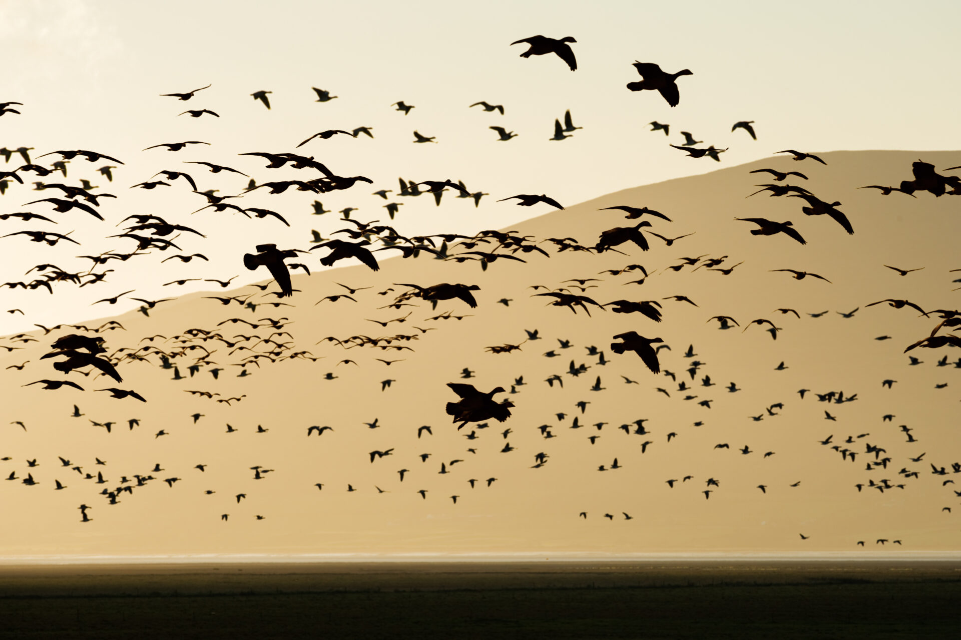 Wild Geese – A Poem by Simon Jones