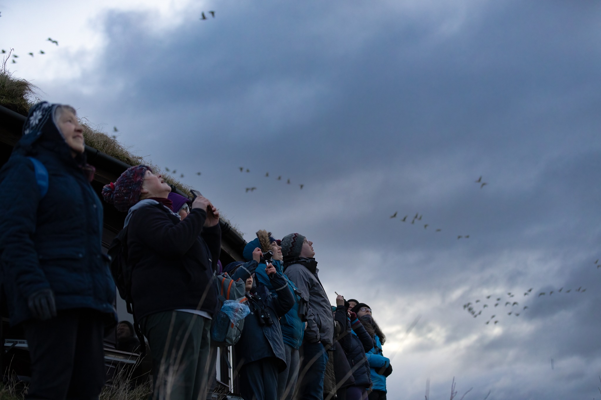 Dawn Flight – WWT Caerlaverock