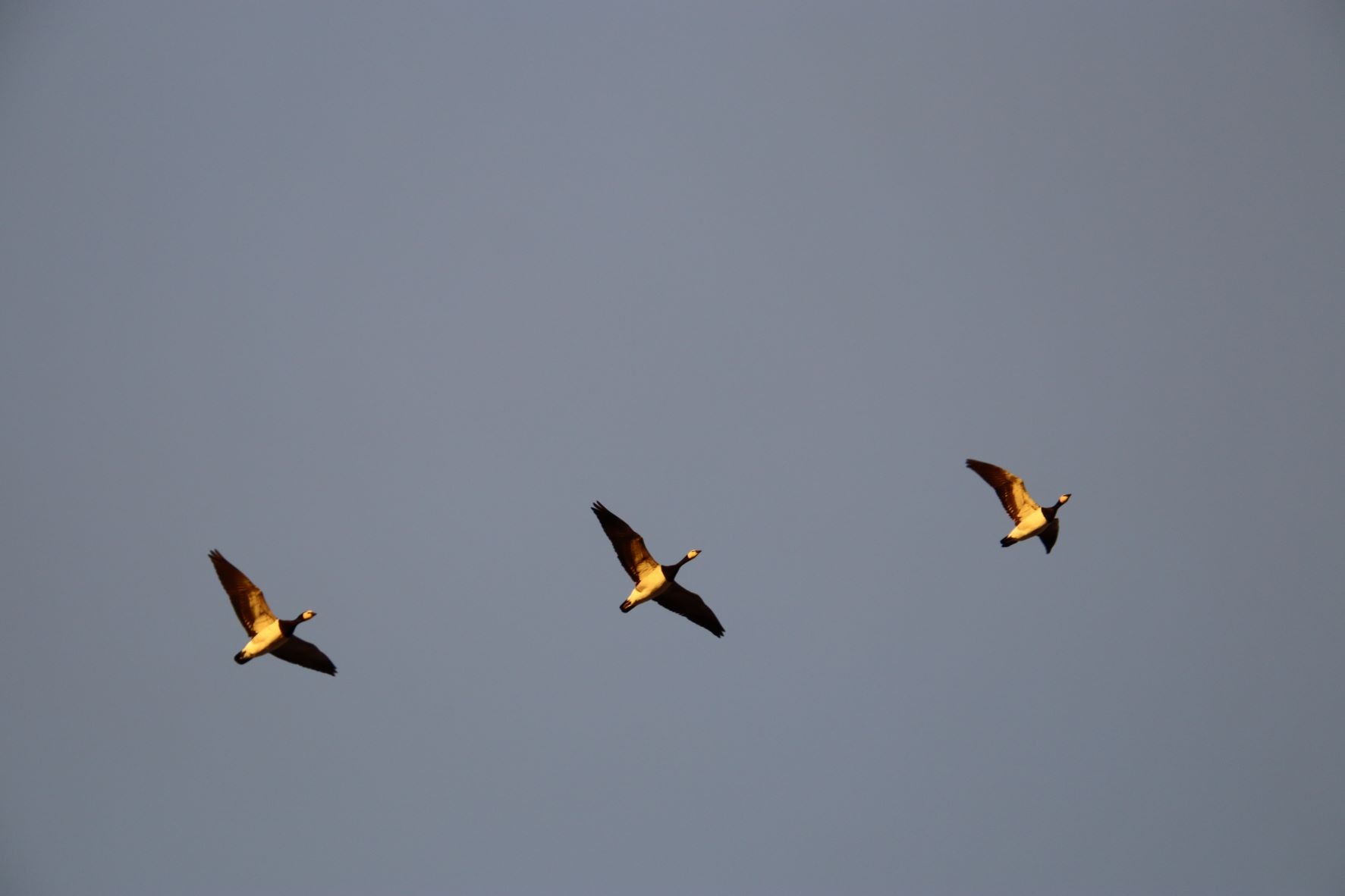 Geese of the Past, Geese of the Present, Geese of the Future.