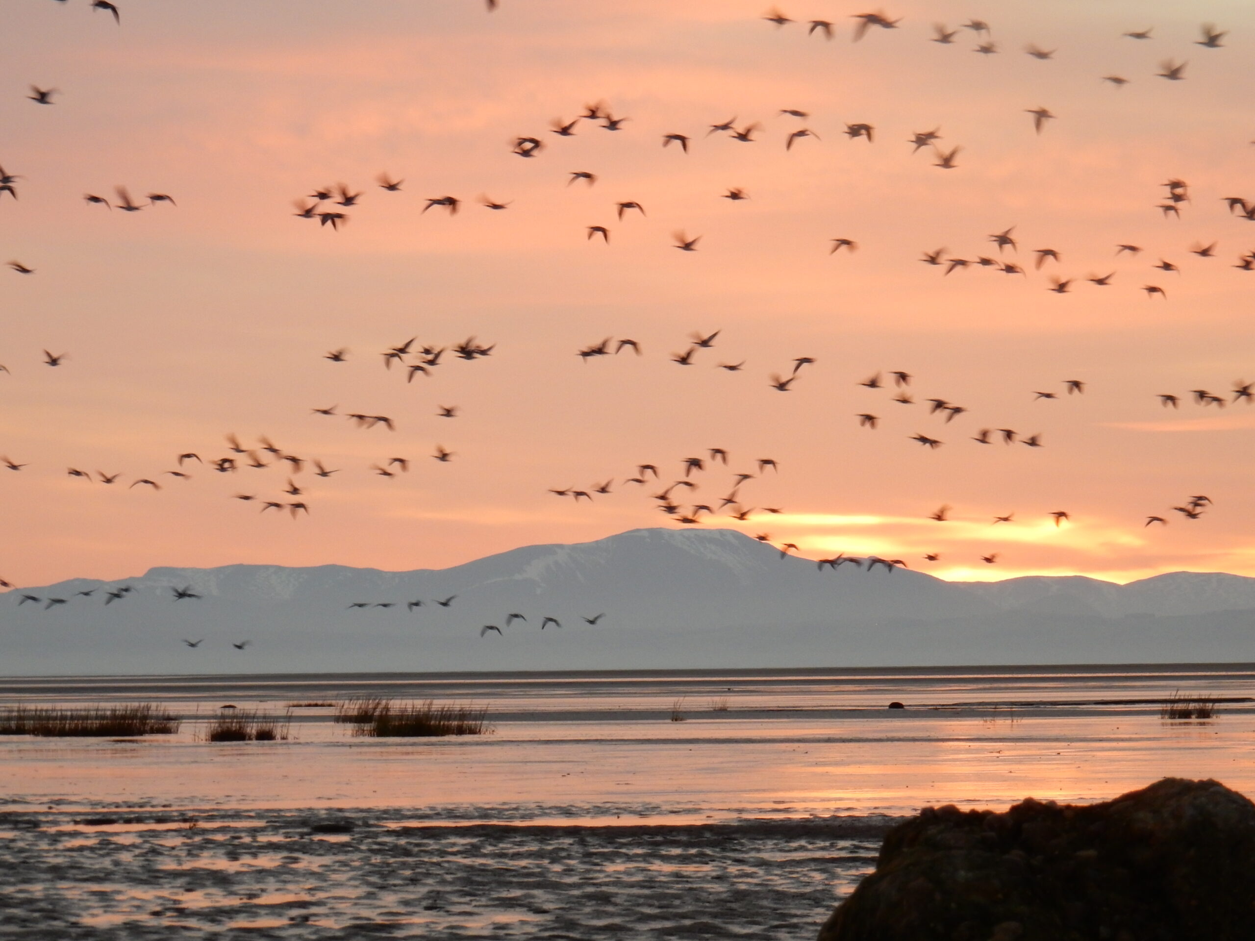 Goose Roost on Sandflats Walk at Mersehead