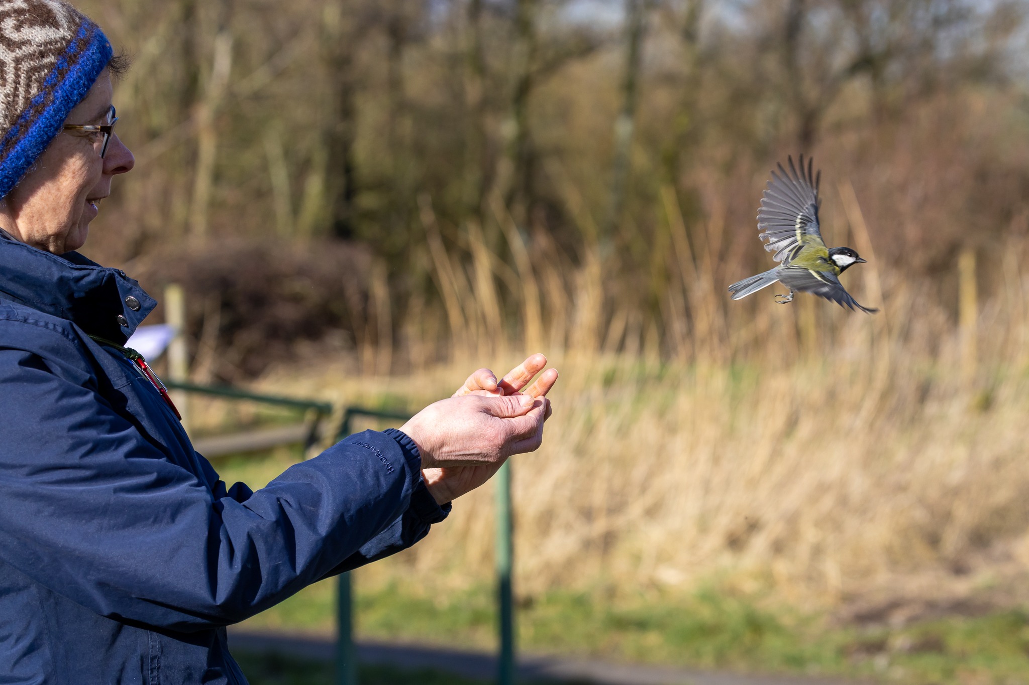 Bird Ringing Demo