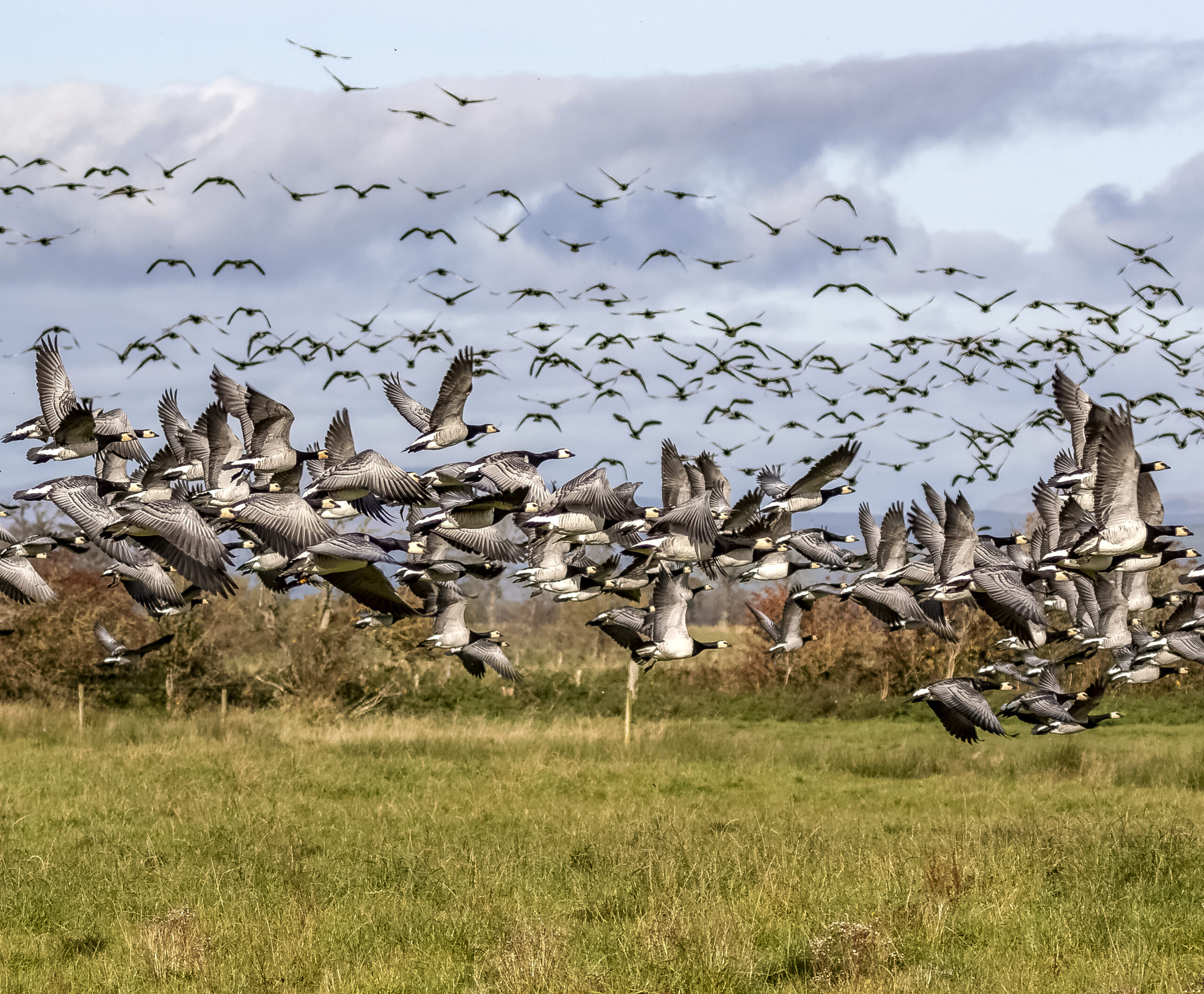 Goose Gander