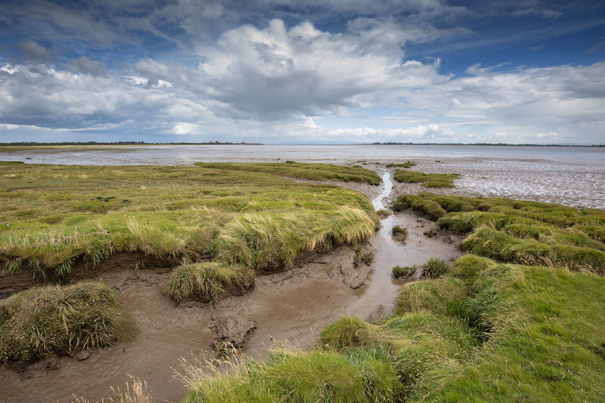 Sketching to See Saltmarsh