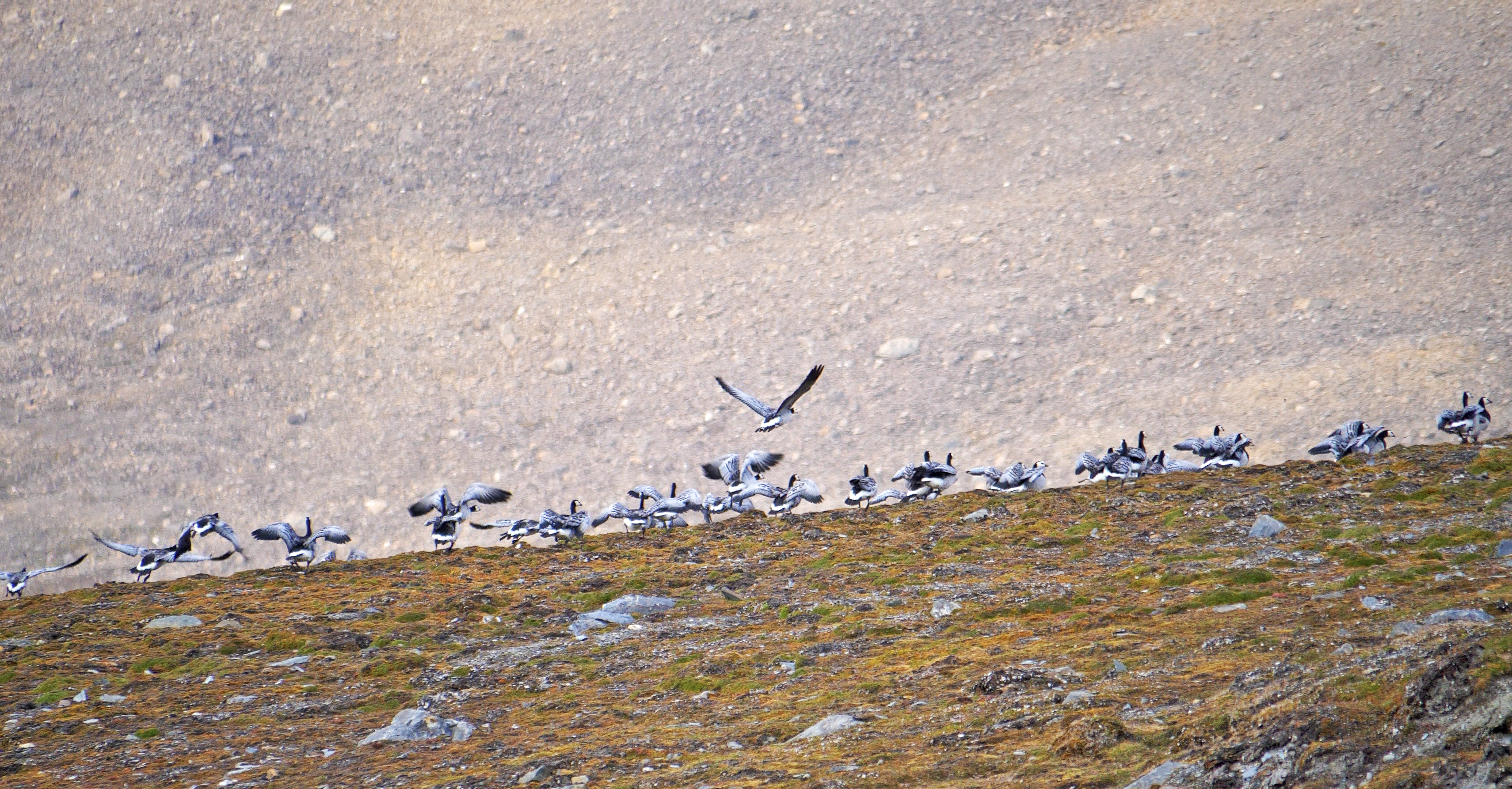 Reflections on the Wild Goose Festival