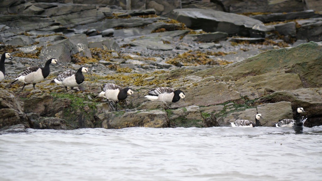 Barnacle geese resting and feeding along a rocky shoreline in Svalbard, highlighting the species in its Arctic breeding habitat.